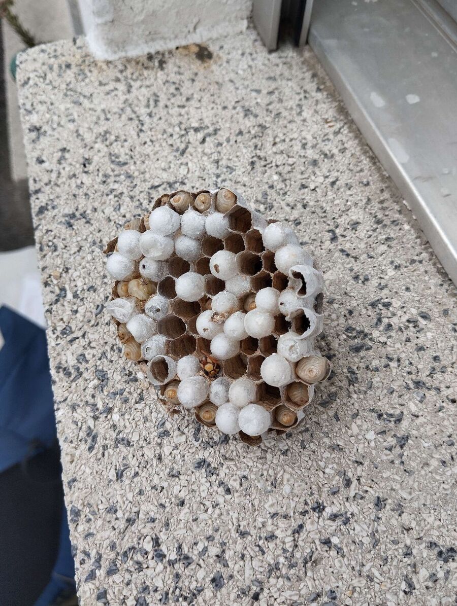 Bee nest at the house remove