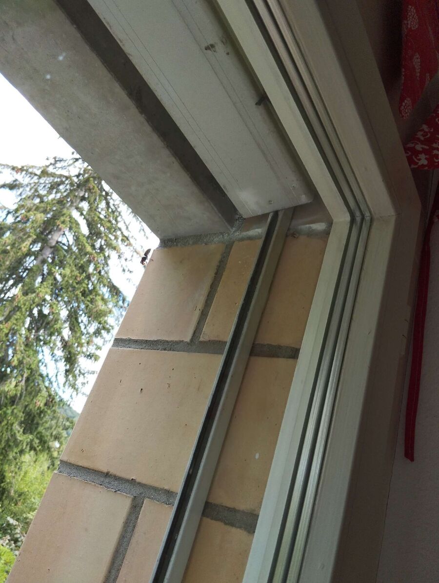 Bee nest at the house remove