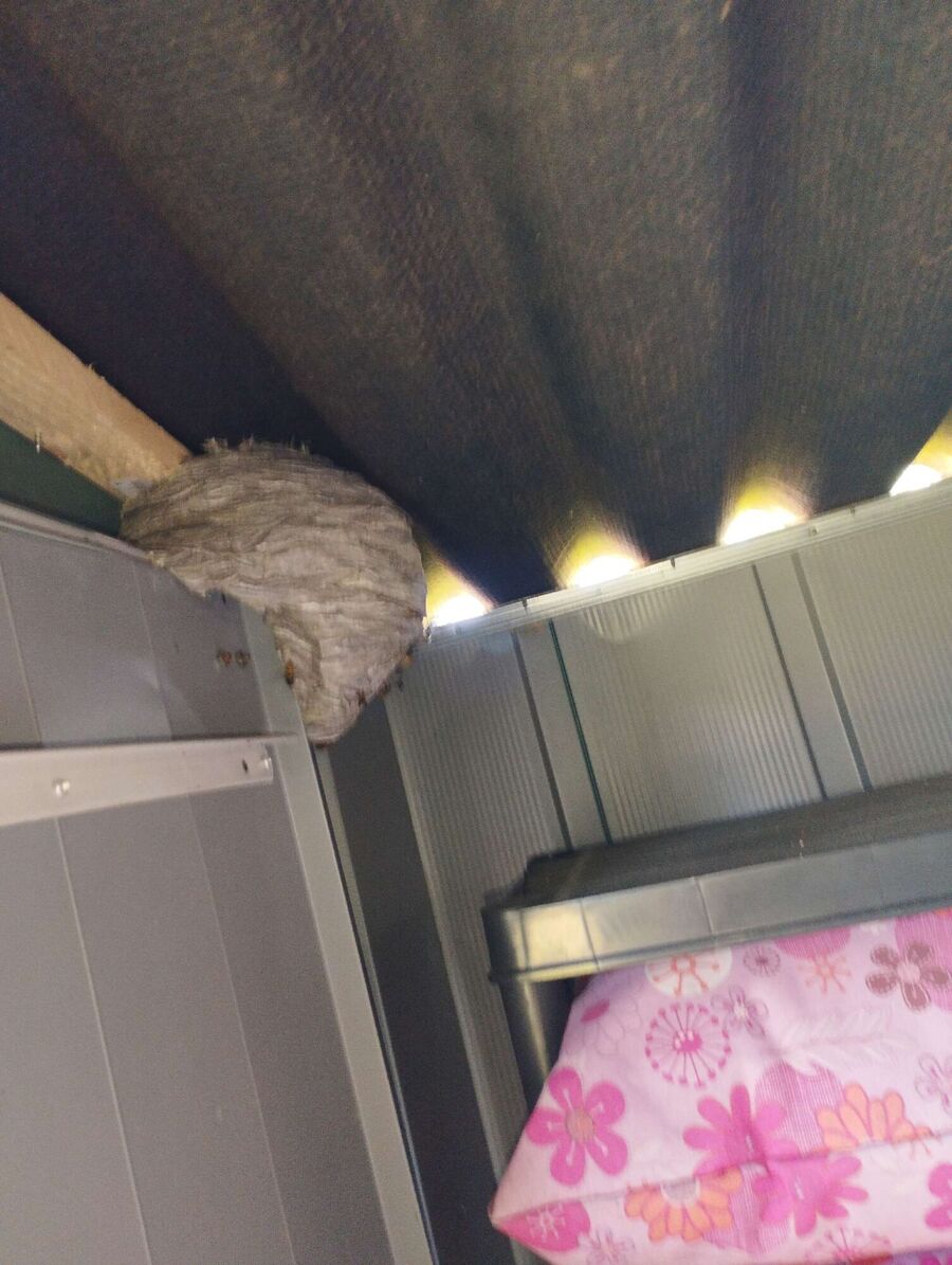 Bee nest at the house remove