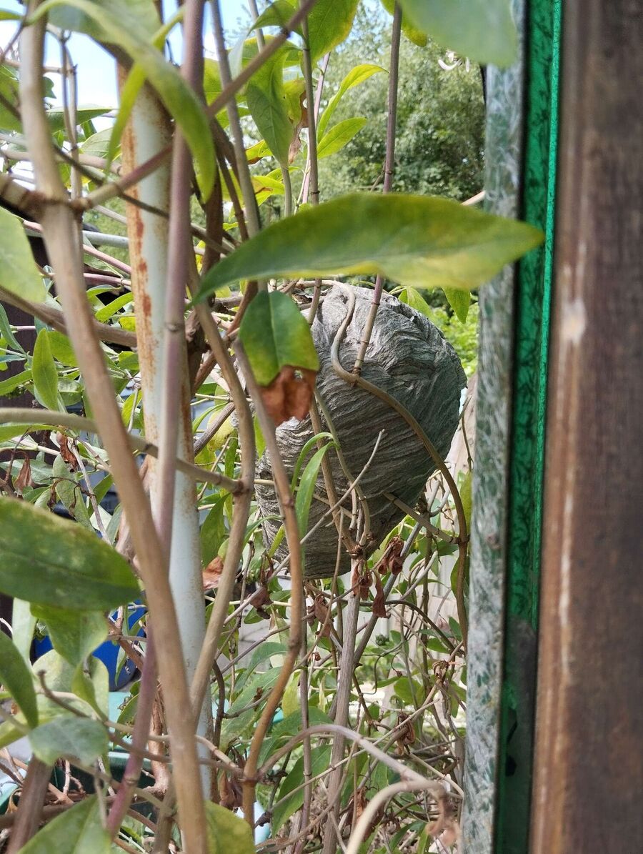 Relocate bees & remove bee nest