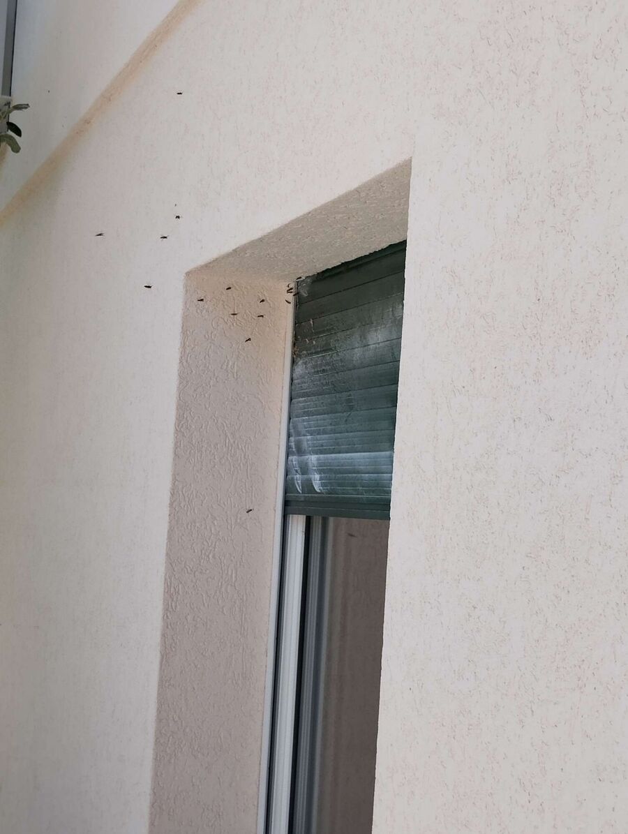 Bee nest at the house remove