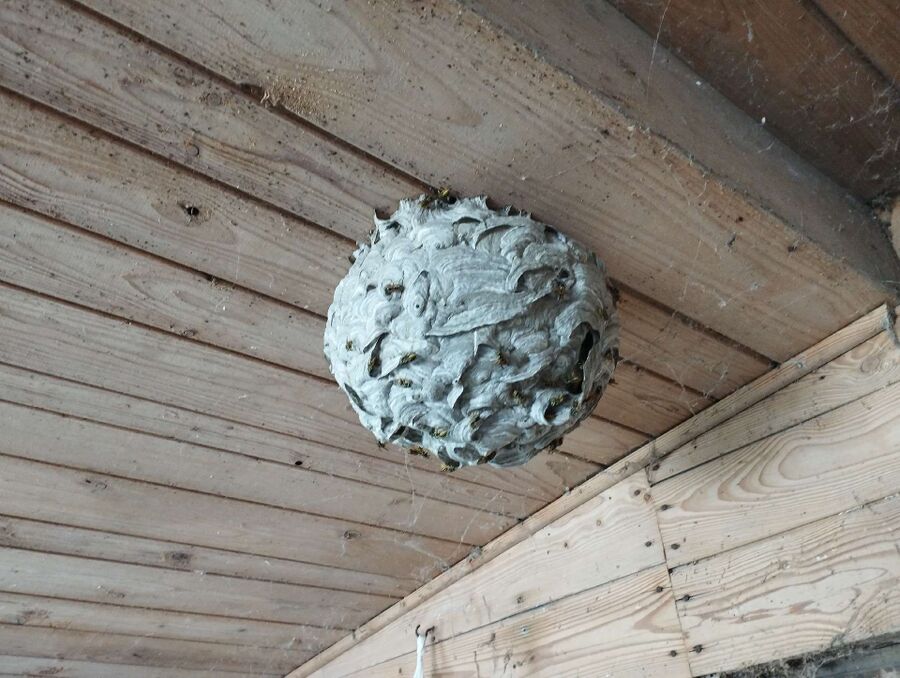 Bee nest at the house remove