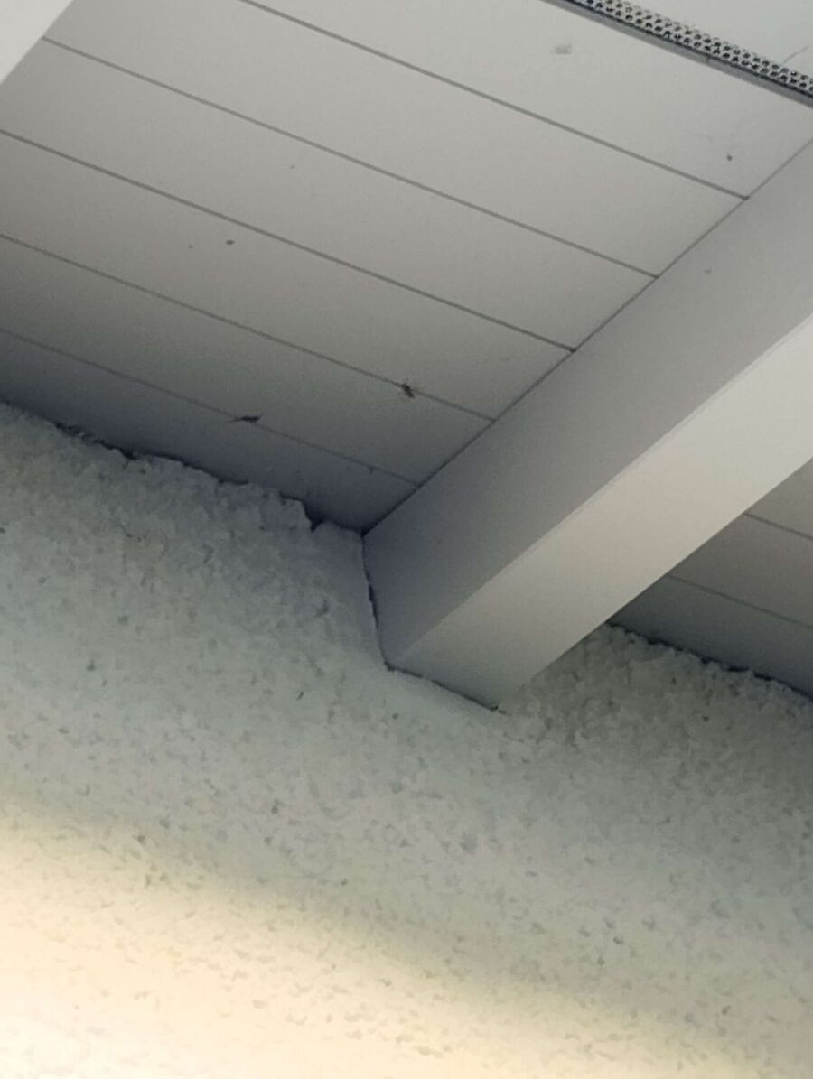 Relocate bees & remove bee nest