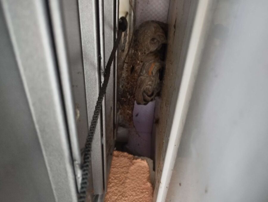 Bee nest at the house remove