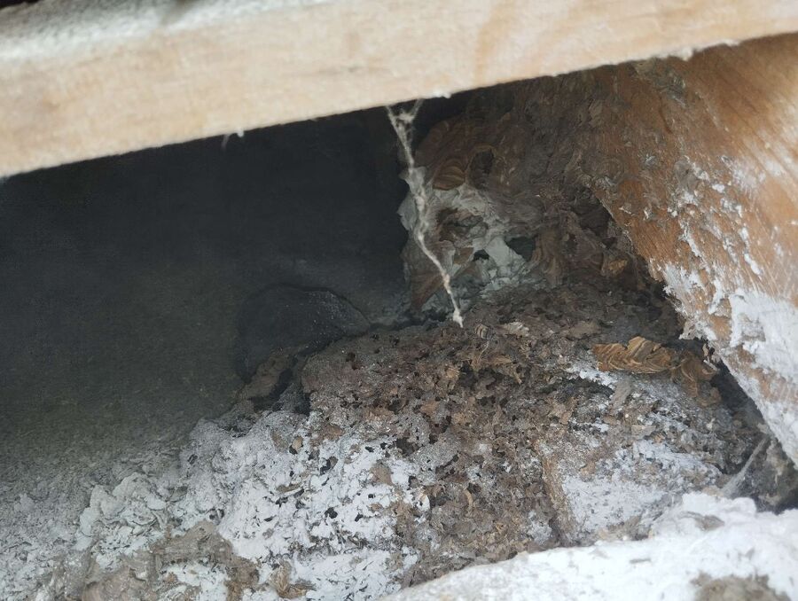 Relocate bees & remove bee nest