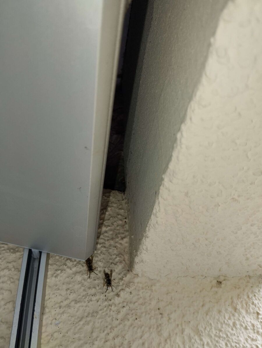 Bee nest at the house remove