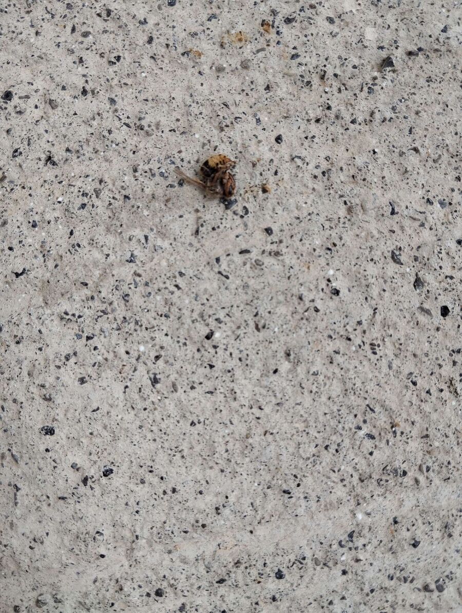 Bee nest at the house remove