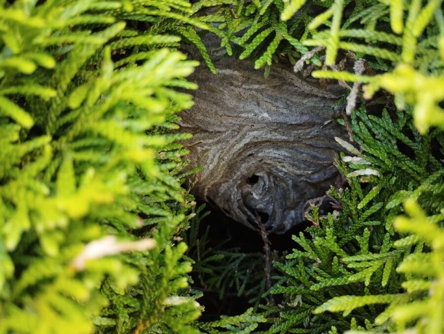 Relocate bees & remove bee nest