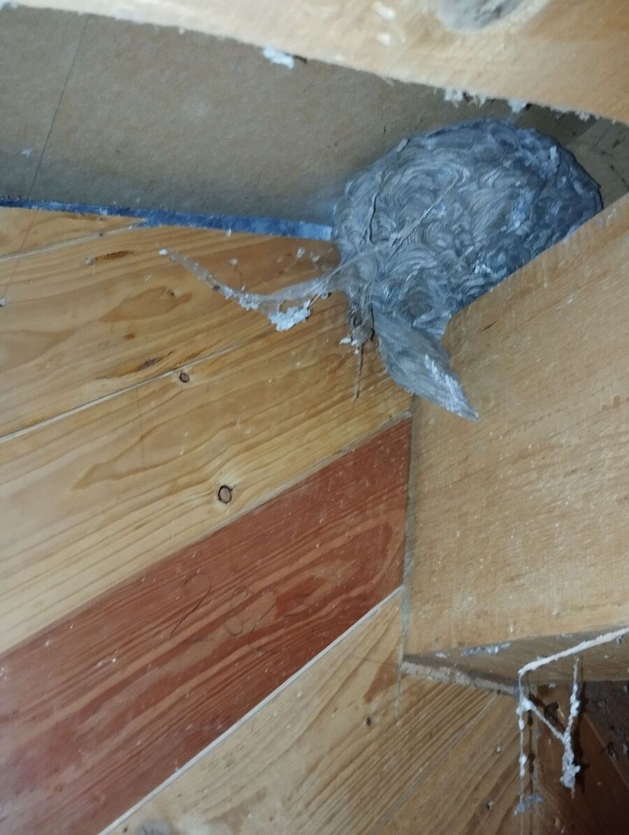 Relocate bees & remove bee nest