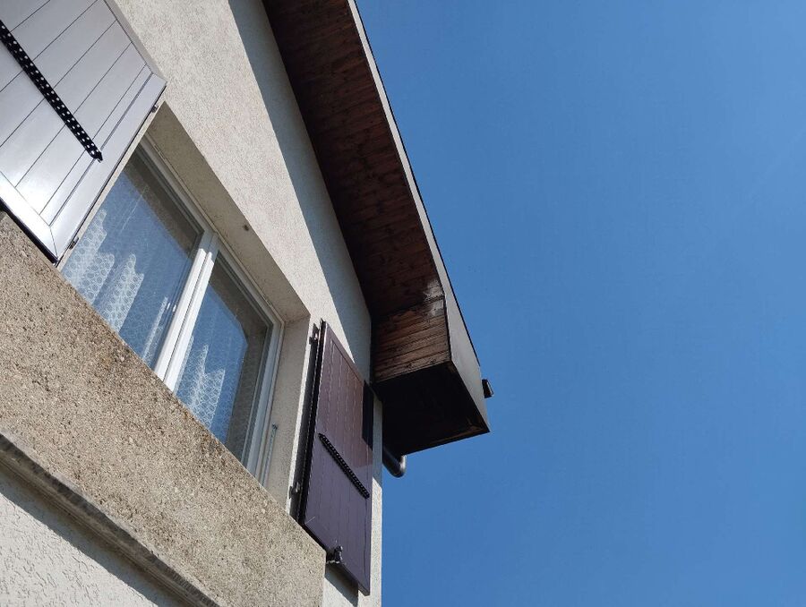 Relocate bees & remove bee nest