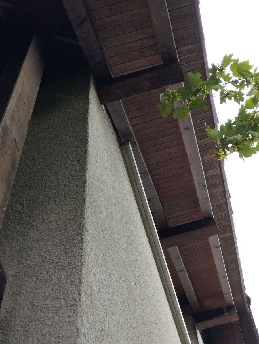 Relocate bees & remove bee nest