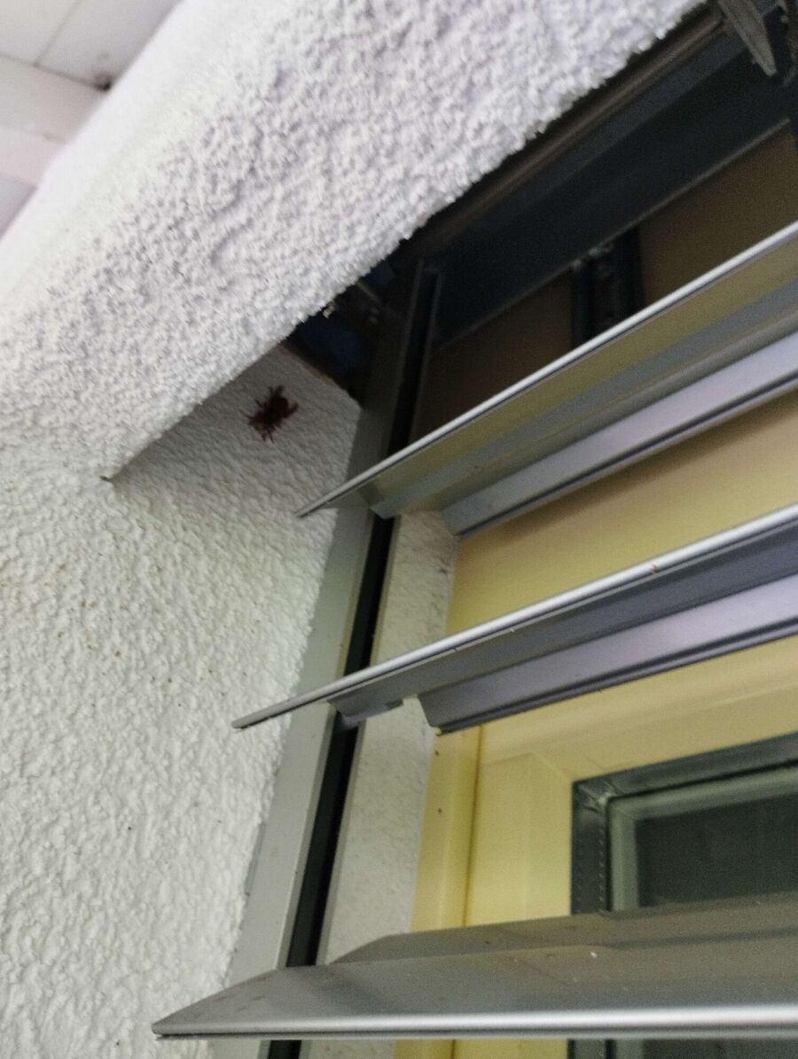 Bee nest at the house remove