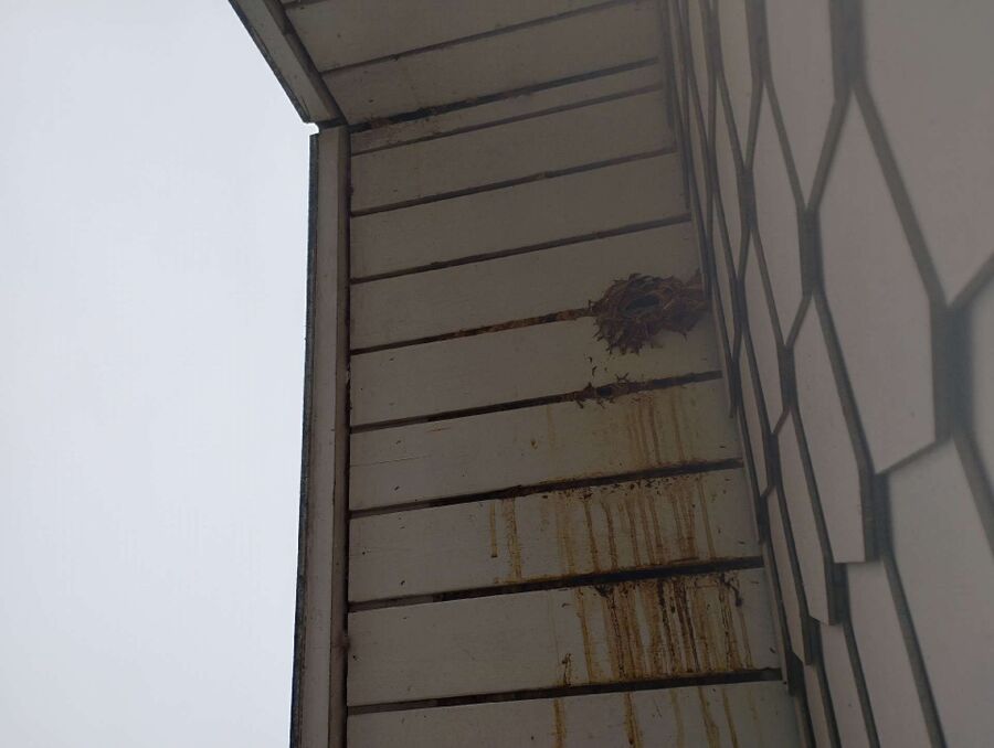 Bee nest at the house remove