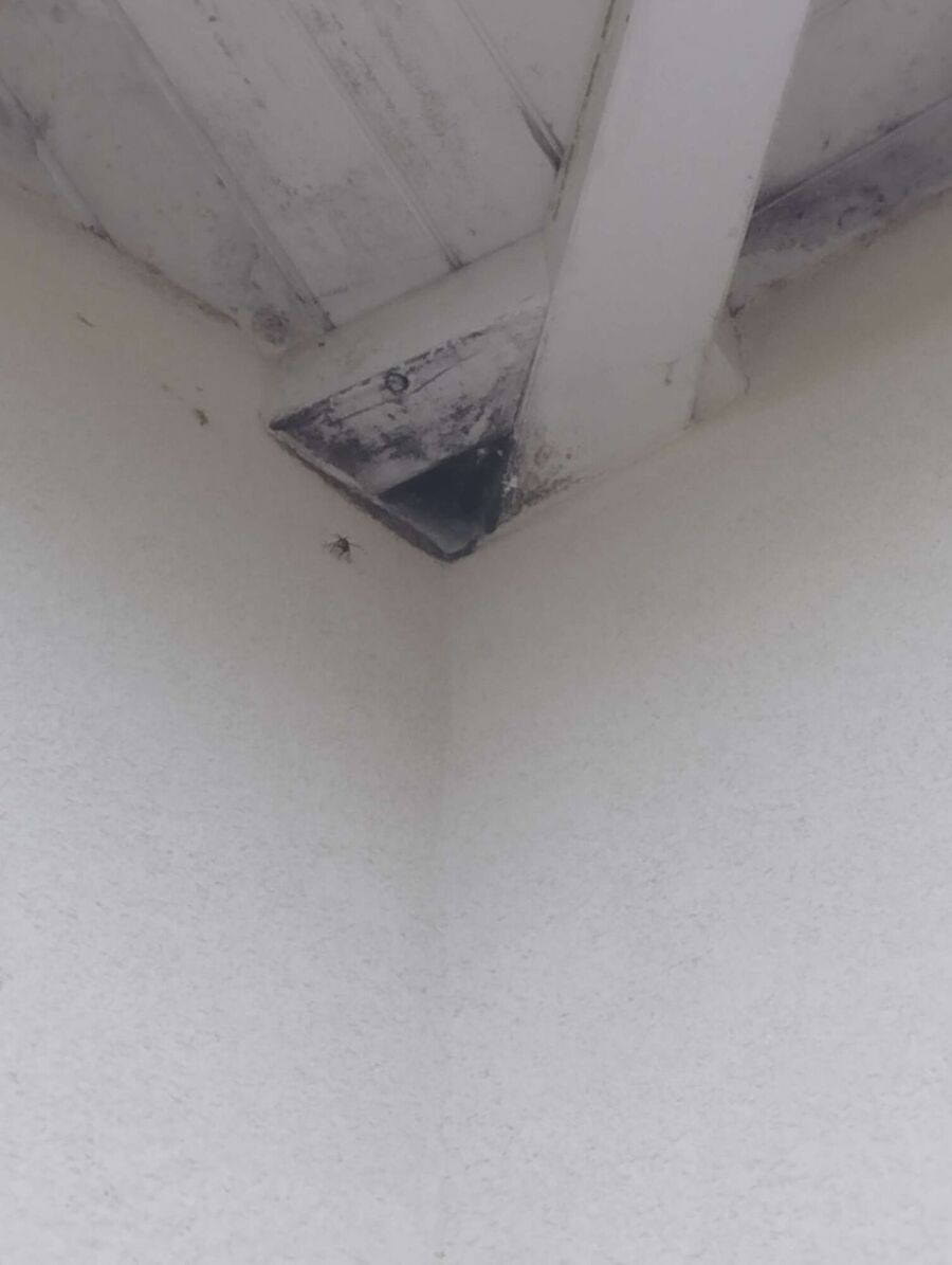 Relocate bees & remove bee nest