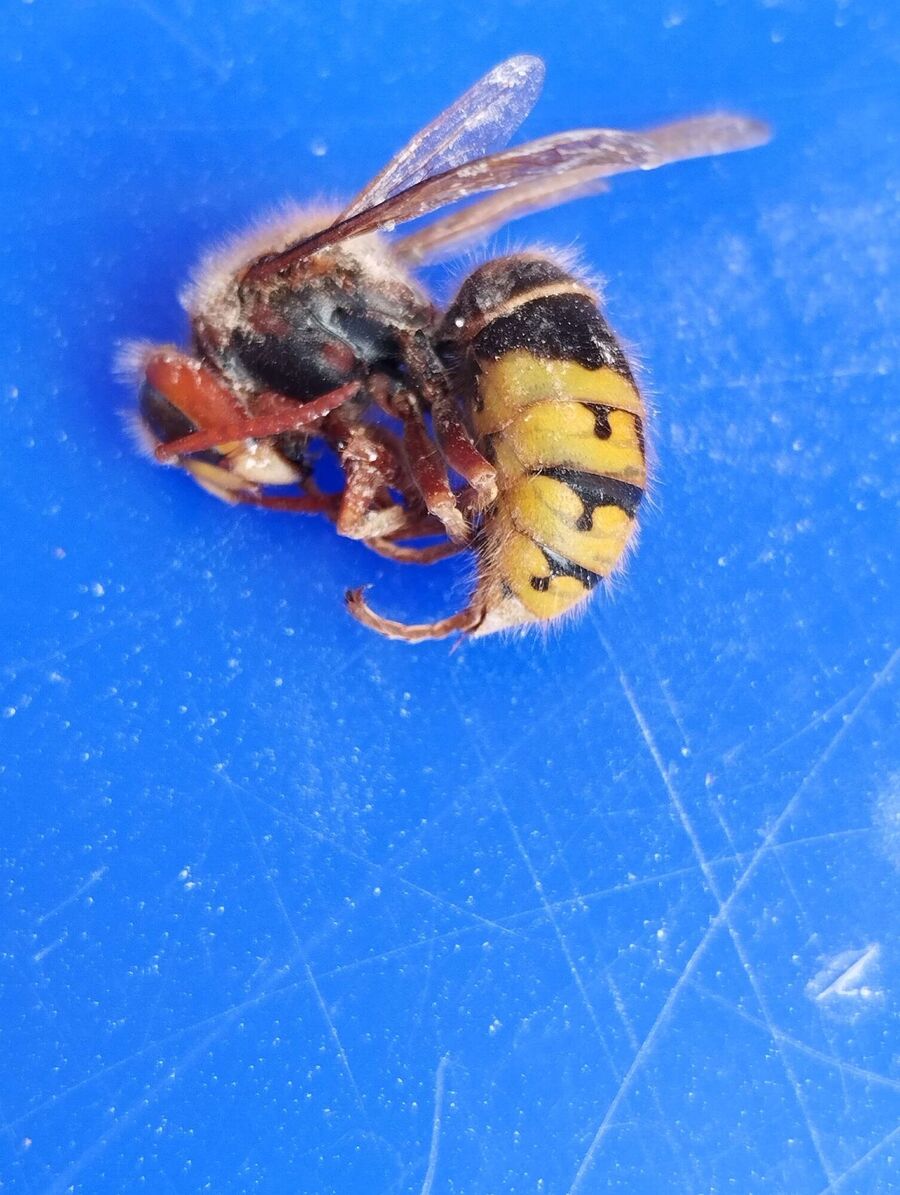 Relocate bees & remove bee nest