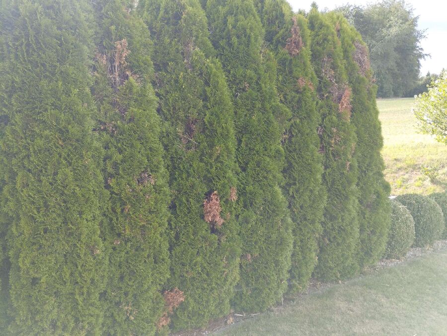 Relocate bees & remove bee nest