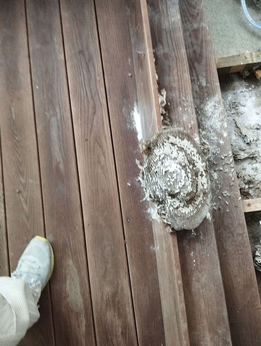 Bee nest at the house remove