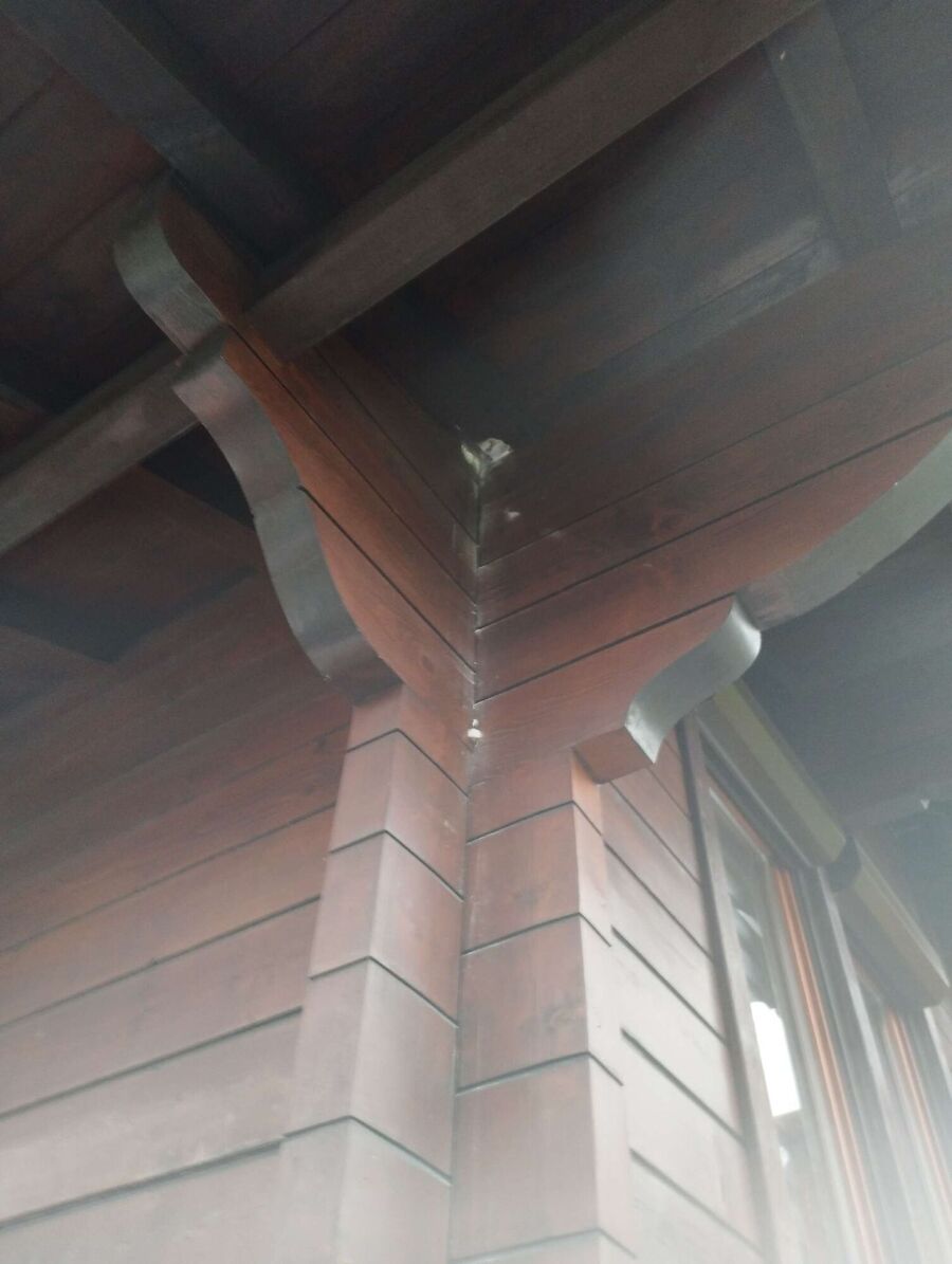 Relocate bees & remove bee nest