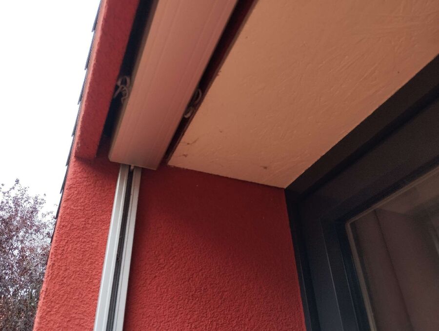 Relocate bees & remove bee nest