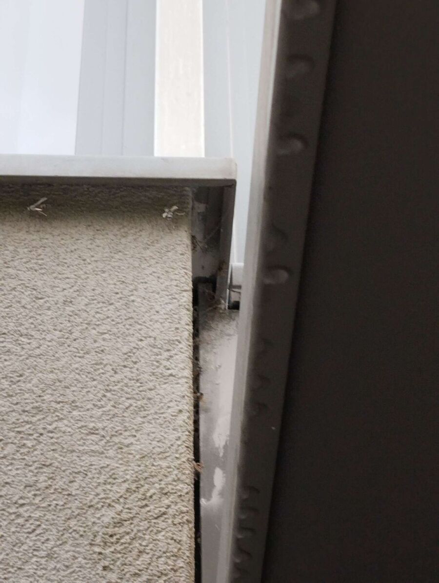 Relocate bees & remove bee nest