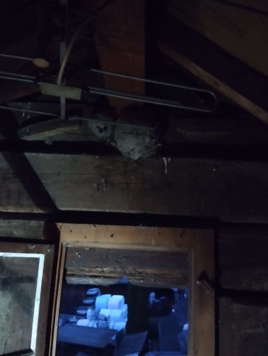 Bee nest at the house remove