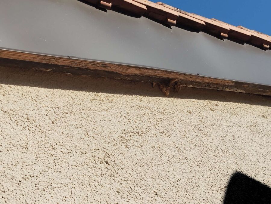 Bee nest at the house remove