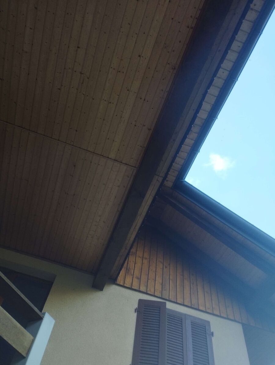 Relocate bees & remove bee nest