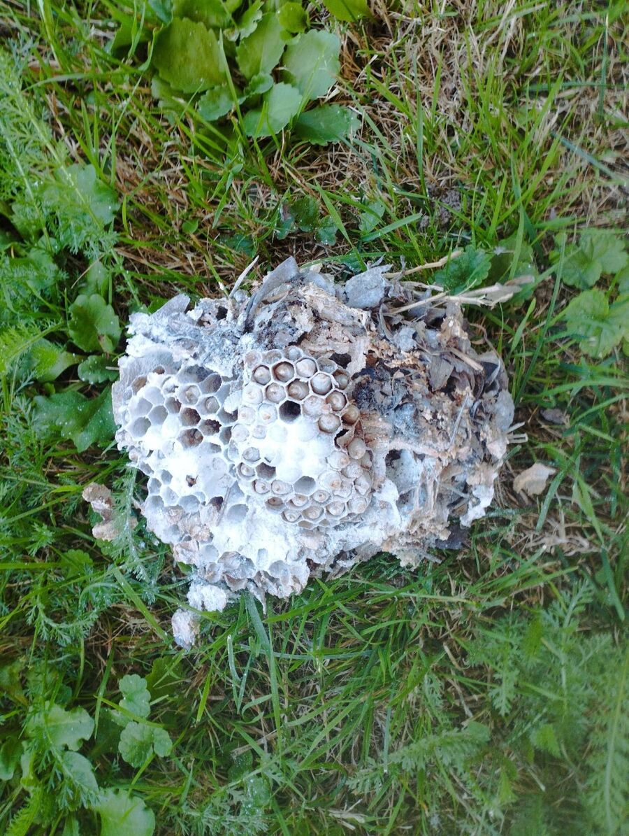 Relocate bees & remove bee nest