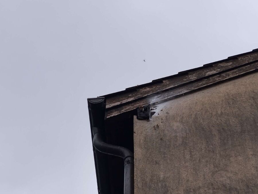 Relocate bees & remove bee nest