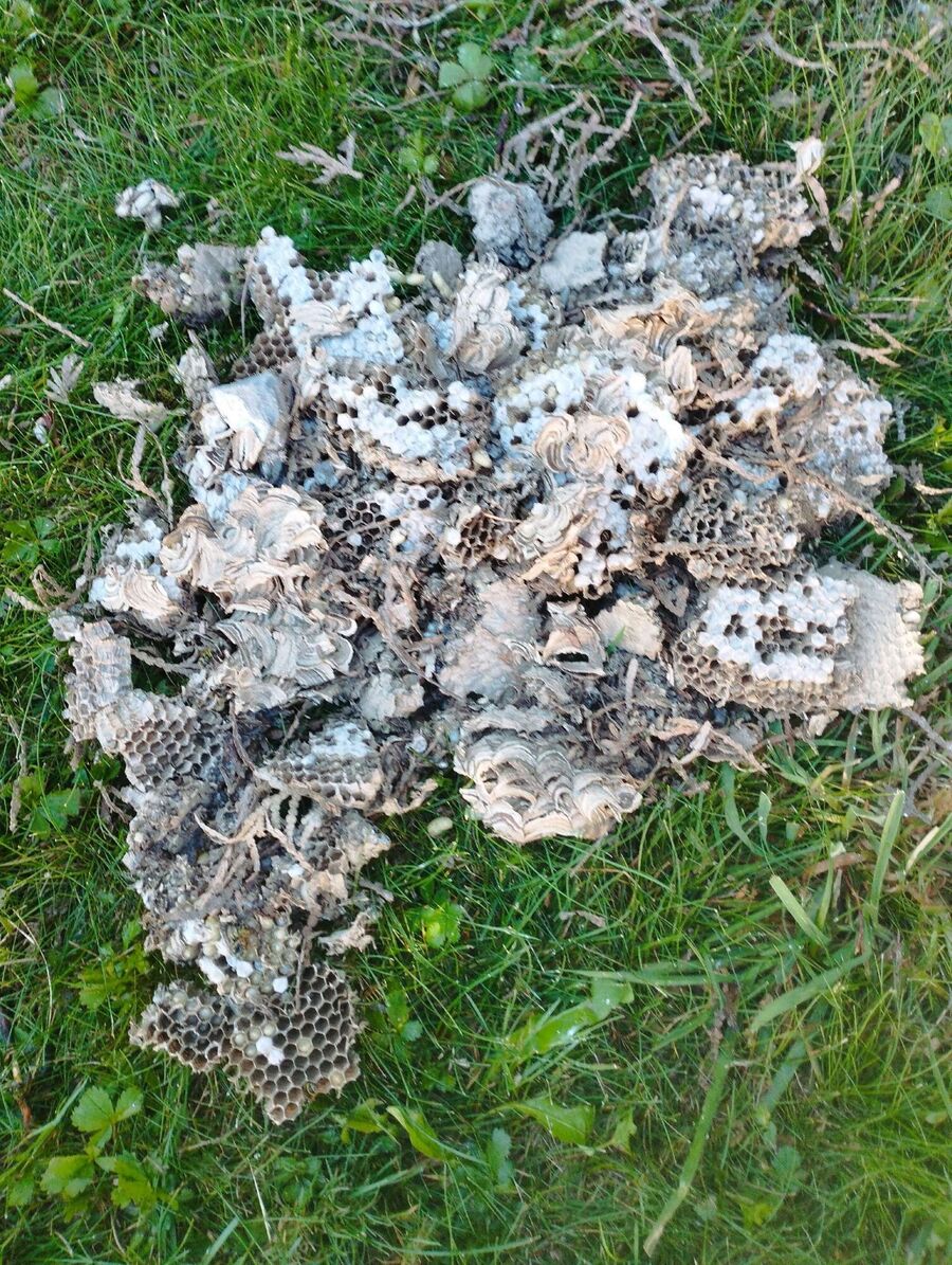 Bee nest at the house remove