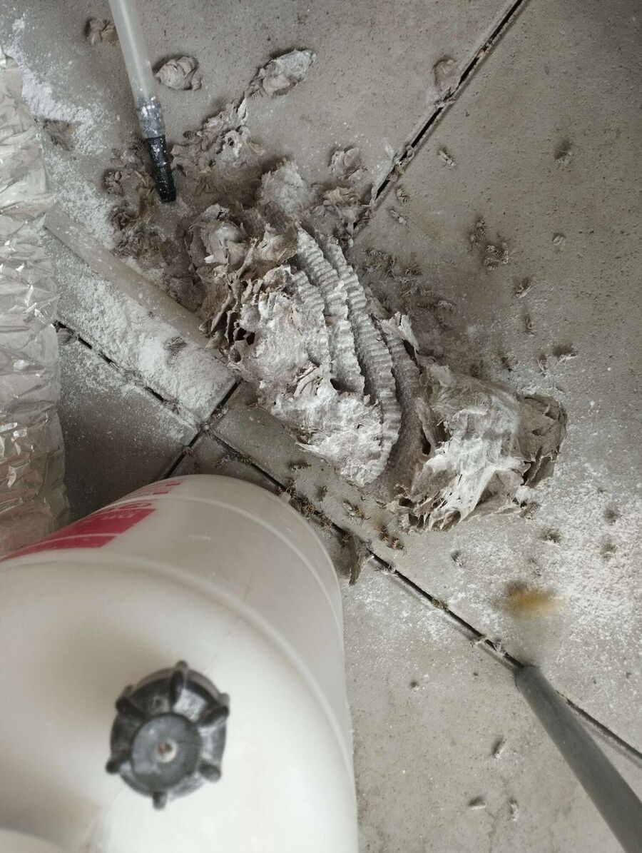 Relocate bees & remove bee nest