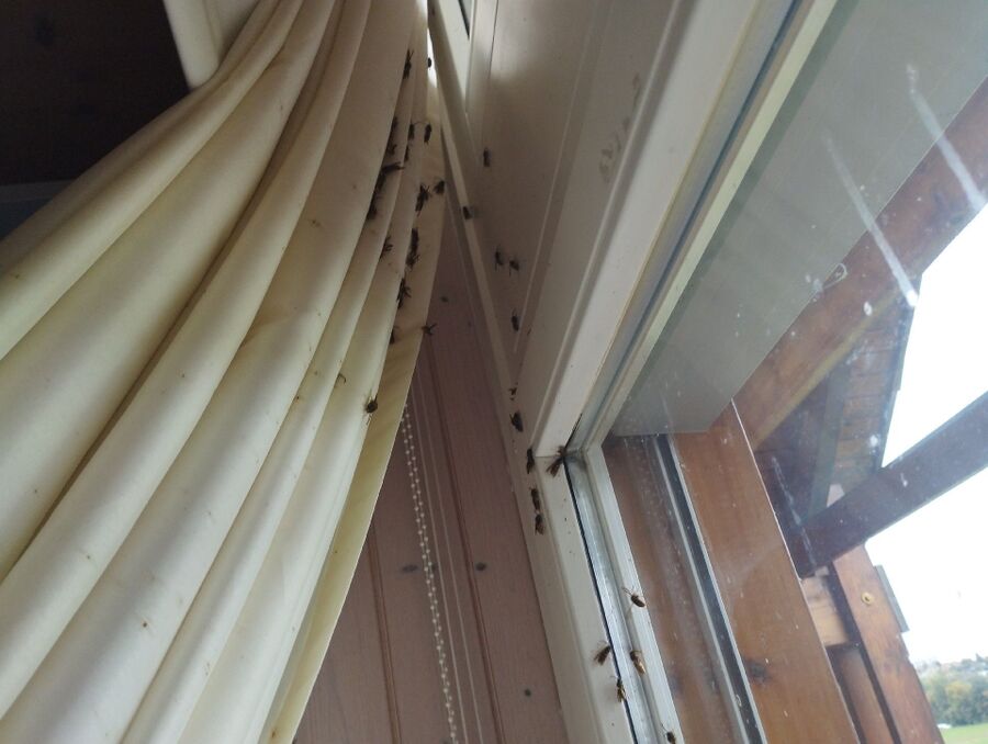 Bee nest at the house remove