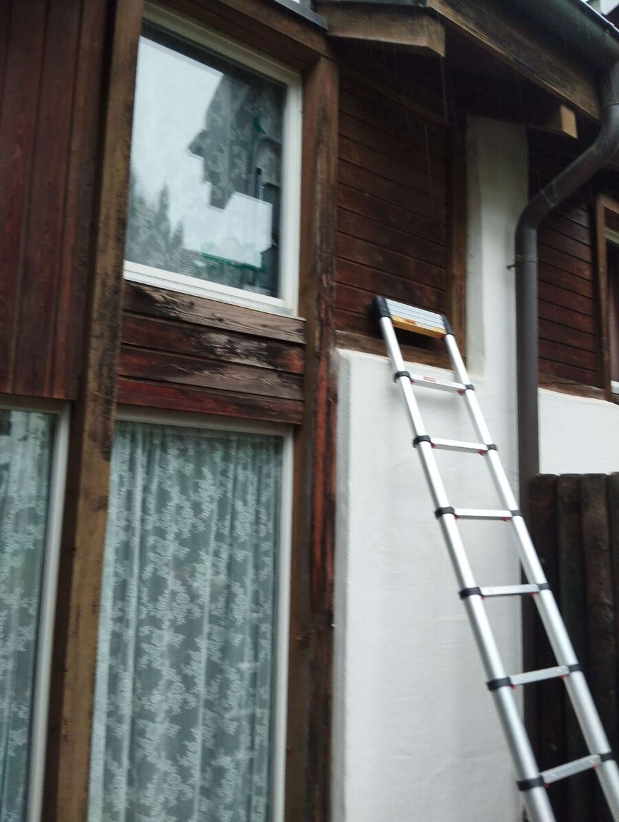 Relocate bees & remove bee nest