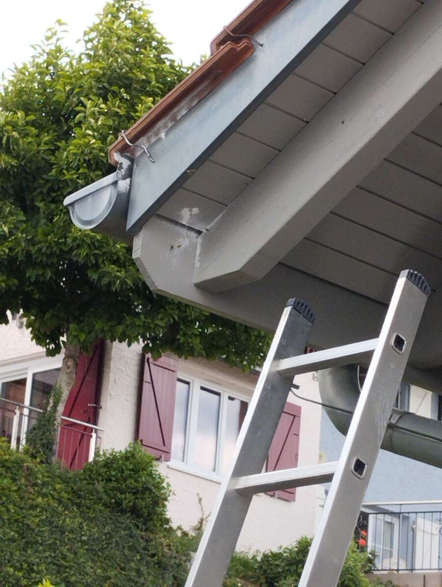 Relocate bees & remove bee nest