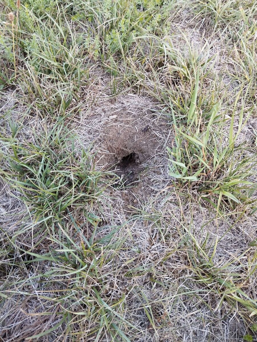 Bee nest at the house remove