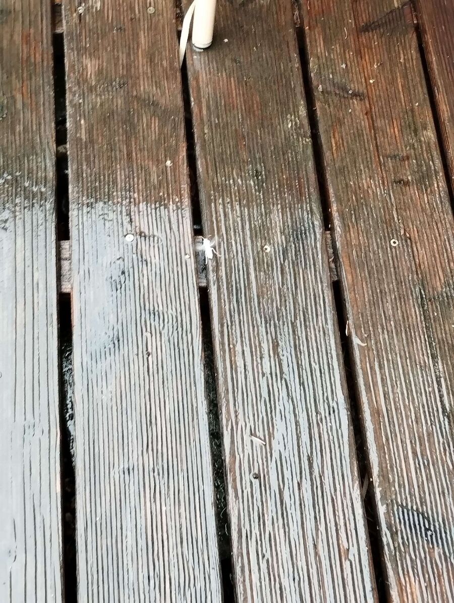 Relocate bees & remove bee nest