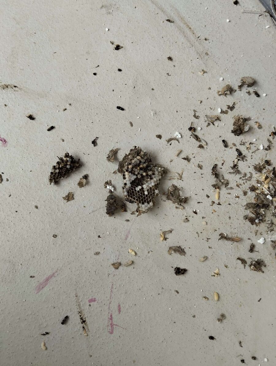 Bee nest at the house remove