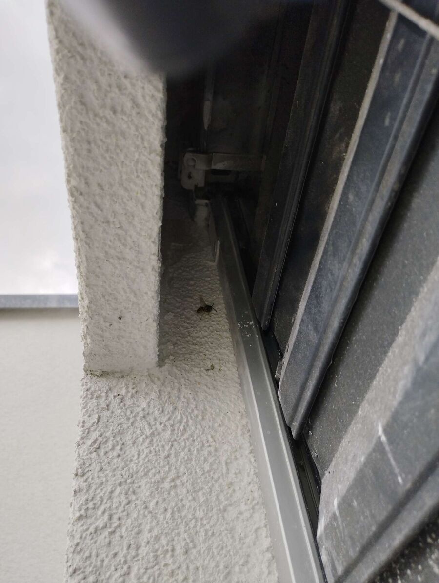 Relocate bees & remove bee nest