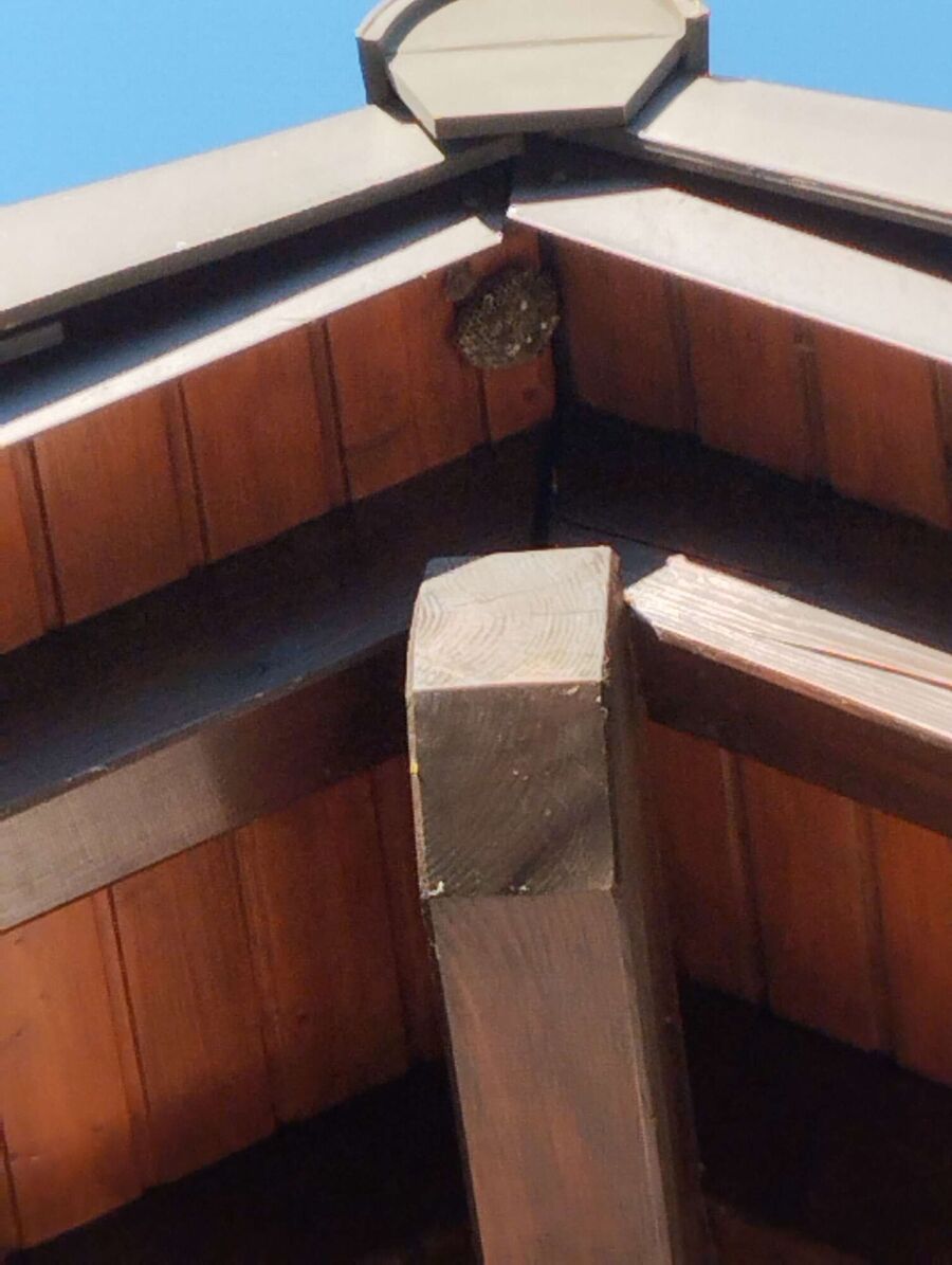 Relocate bees & remove bee nest