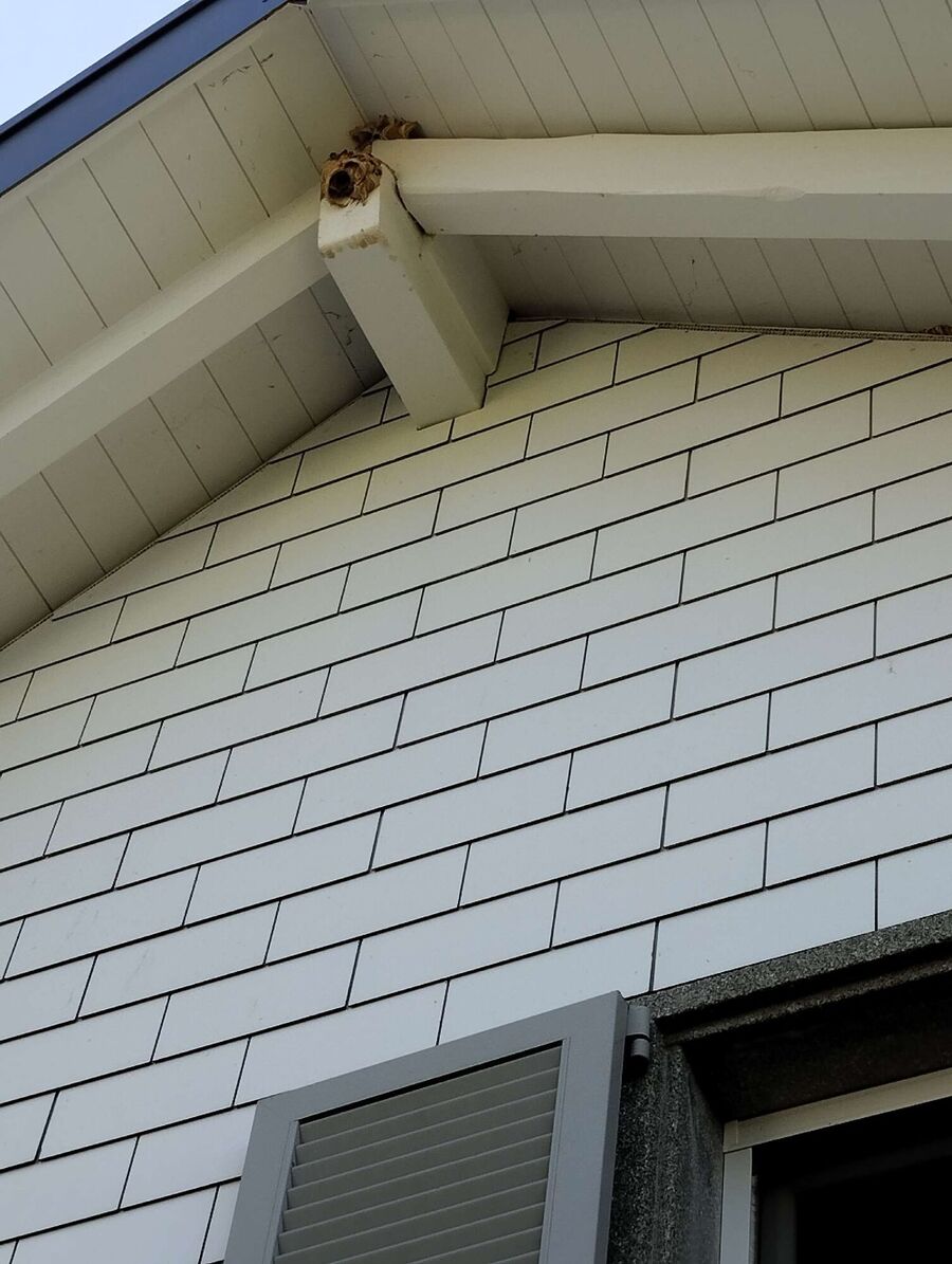 Bee nest at the house remove