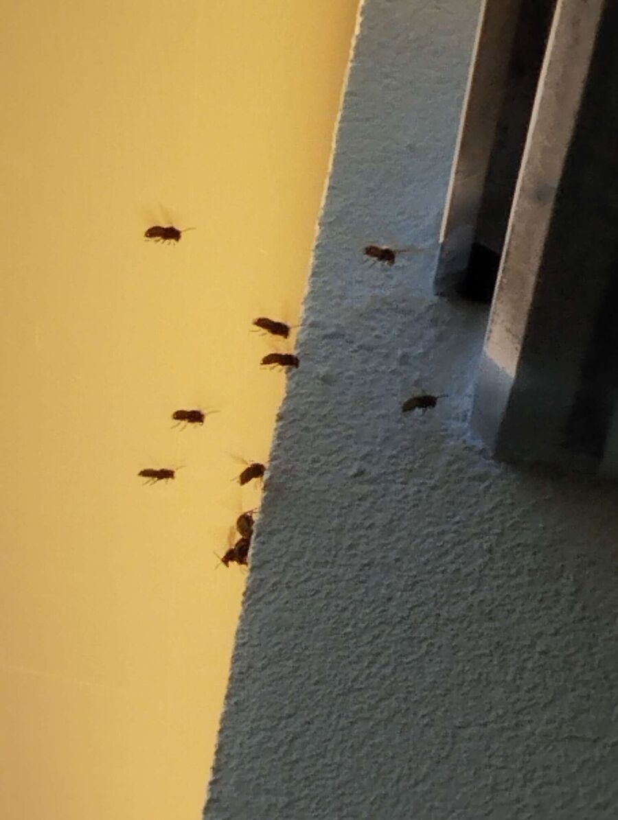 Relocate bees & remove bee nest