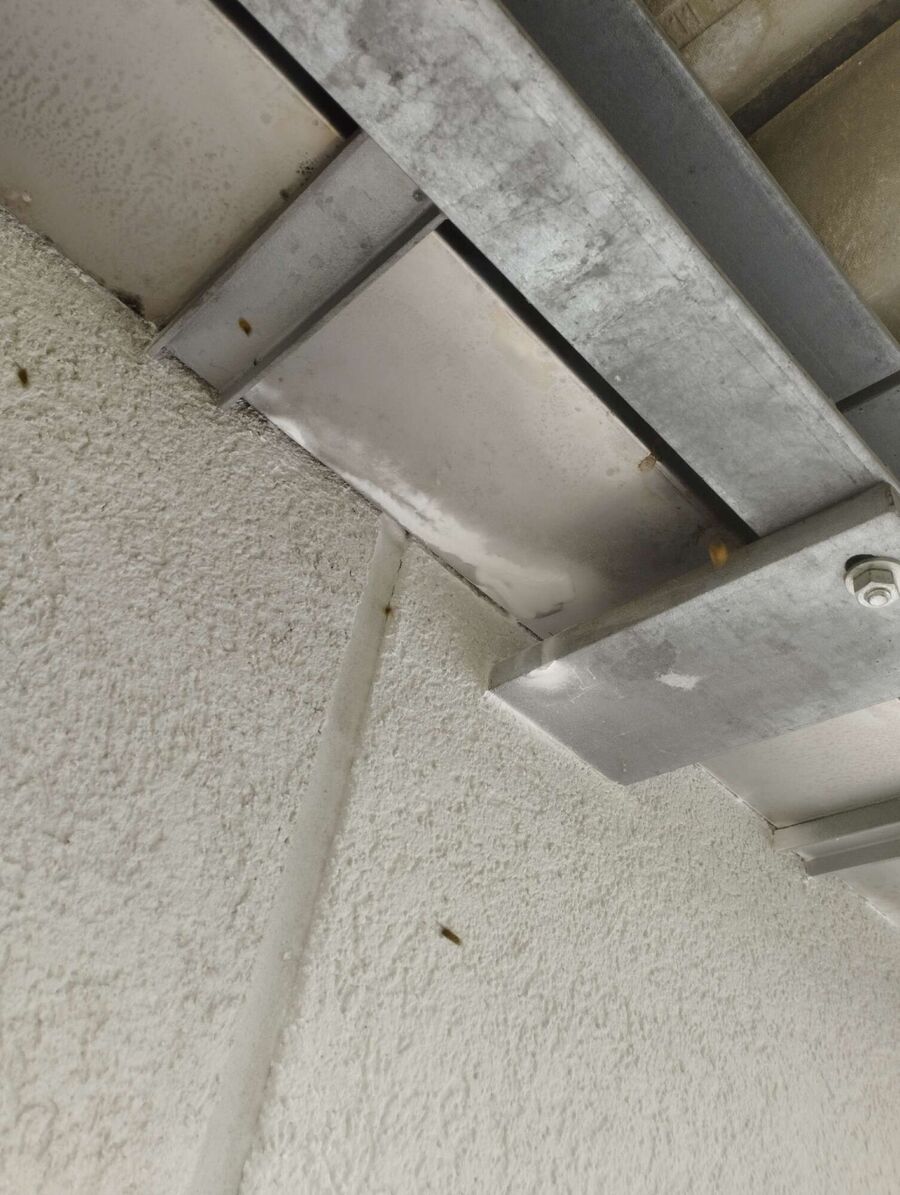 Bee nest at the house remove