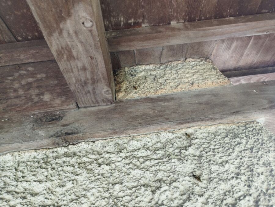 Bee nest at the house remove
