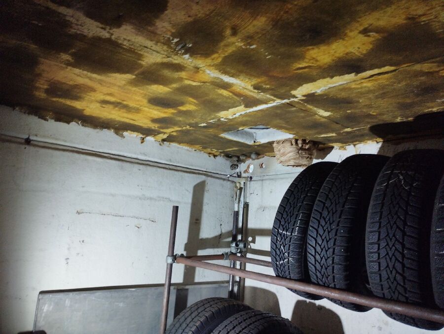 Relocate bees & remove bee nest