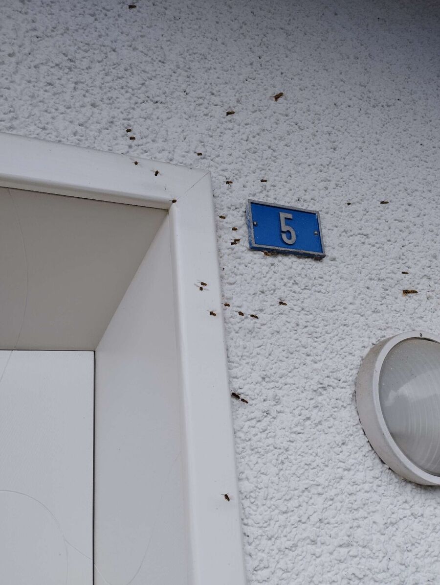 Bee nest at the house remove