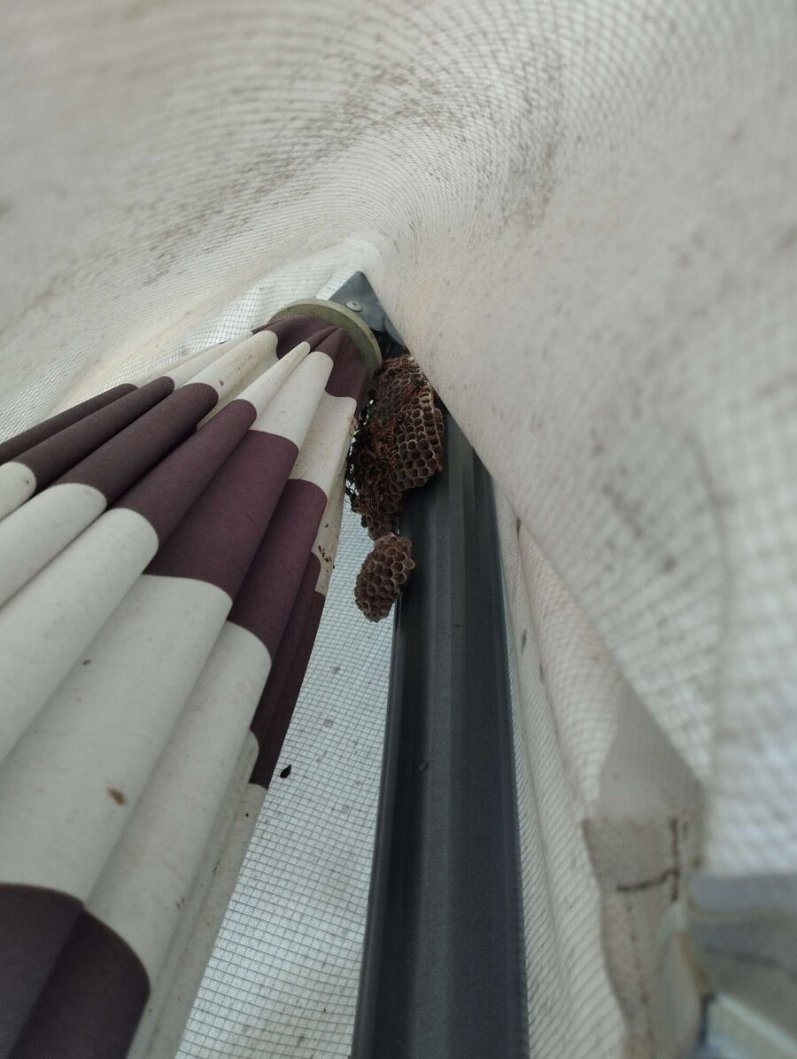 Bee nest at the house remove