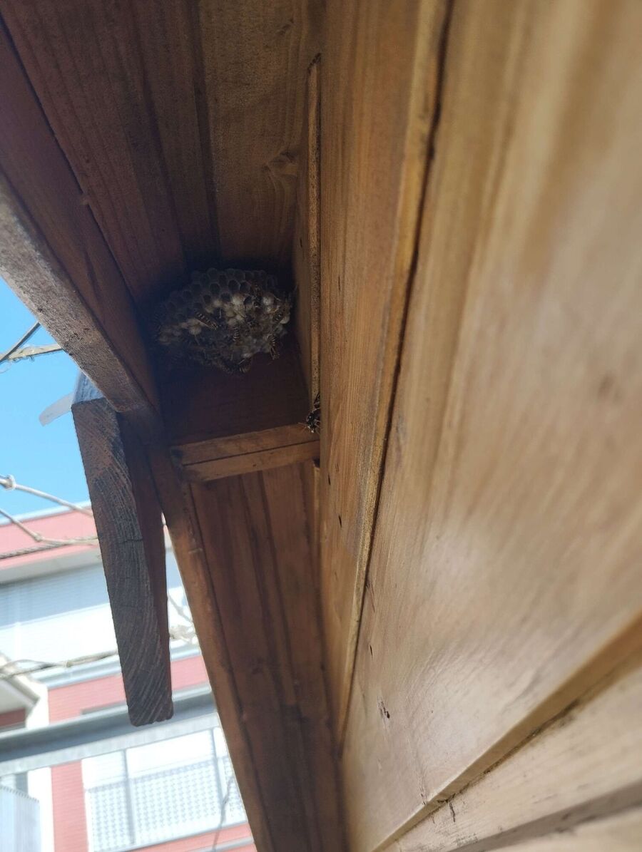 Bee nest at the house remove