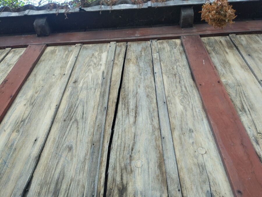 Relocate bees & remove bee nest