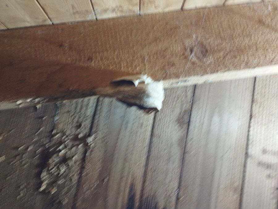 Bee nest at the house remove