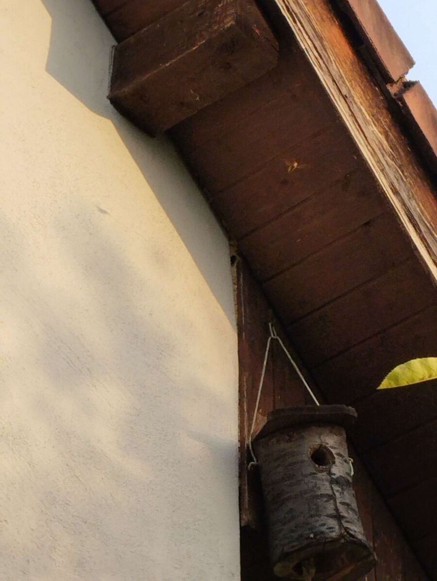 Bee nest at the house remove